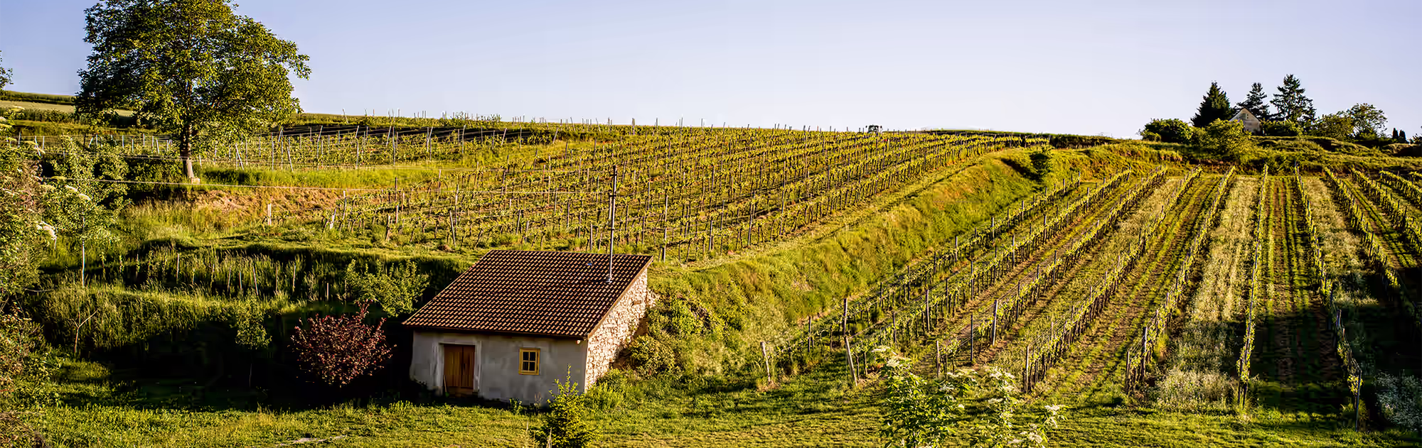 Herbst im Weingarten Nibiru